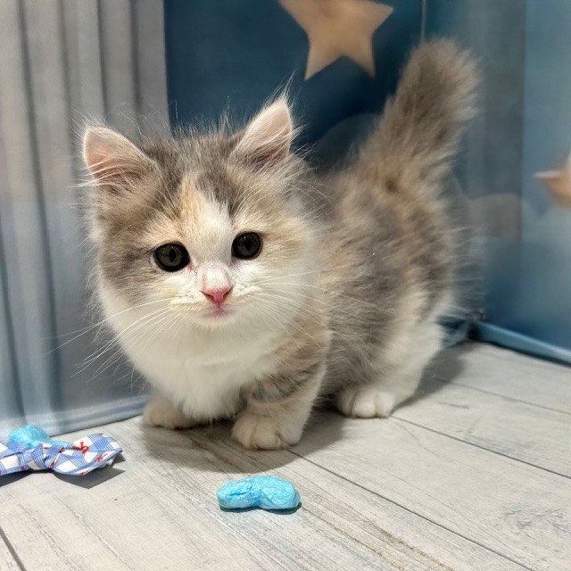 福岡県のマンチカン (犬の家＆猫の里トリアス久山店/2026年4月23日生まれ/女の子/ダイリュートキャリコ)の子猫の1枚目の画像