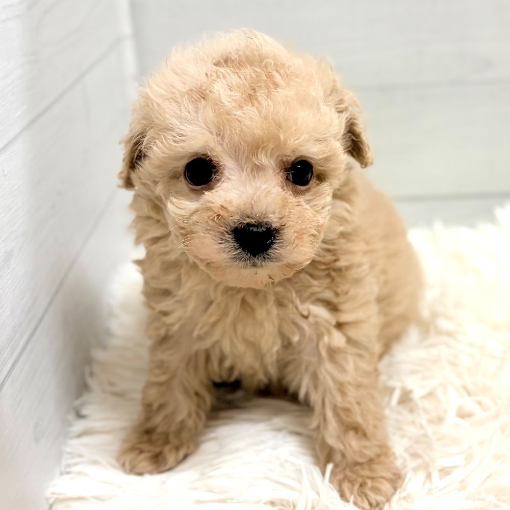 生体画像６