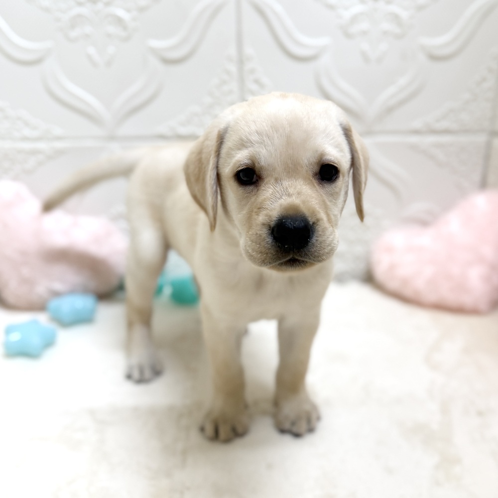 愛知県のラブラドールレトリーバー (犬の家＆猫の里岡崎店/2026年4月28日生まれ/女の子/イエロー)の子犬の1枚目の画像