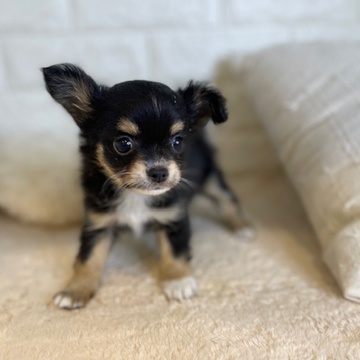 東京都のチワワ(ロング) (犬の家＆猫の里新宿店/2026年4月27日生まれ/男の子/ブラックタンホワイト)の子犬の1枚目の画像