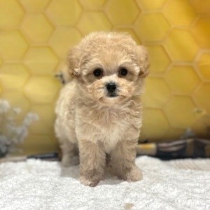 福岡県のマルプー(マルチーズ×プードル) (犬の家＆猫の里トリアス久山店/2026年5月1日生まれ/女の子/クリーム)の子犬の1枚目の画像