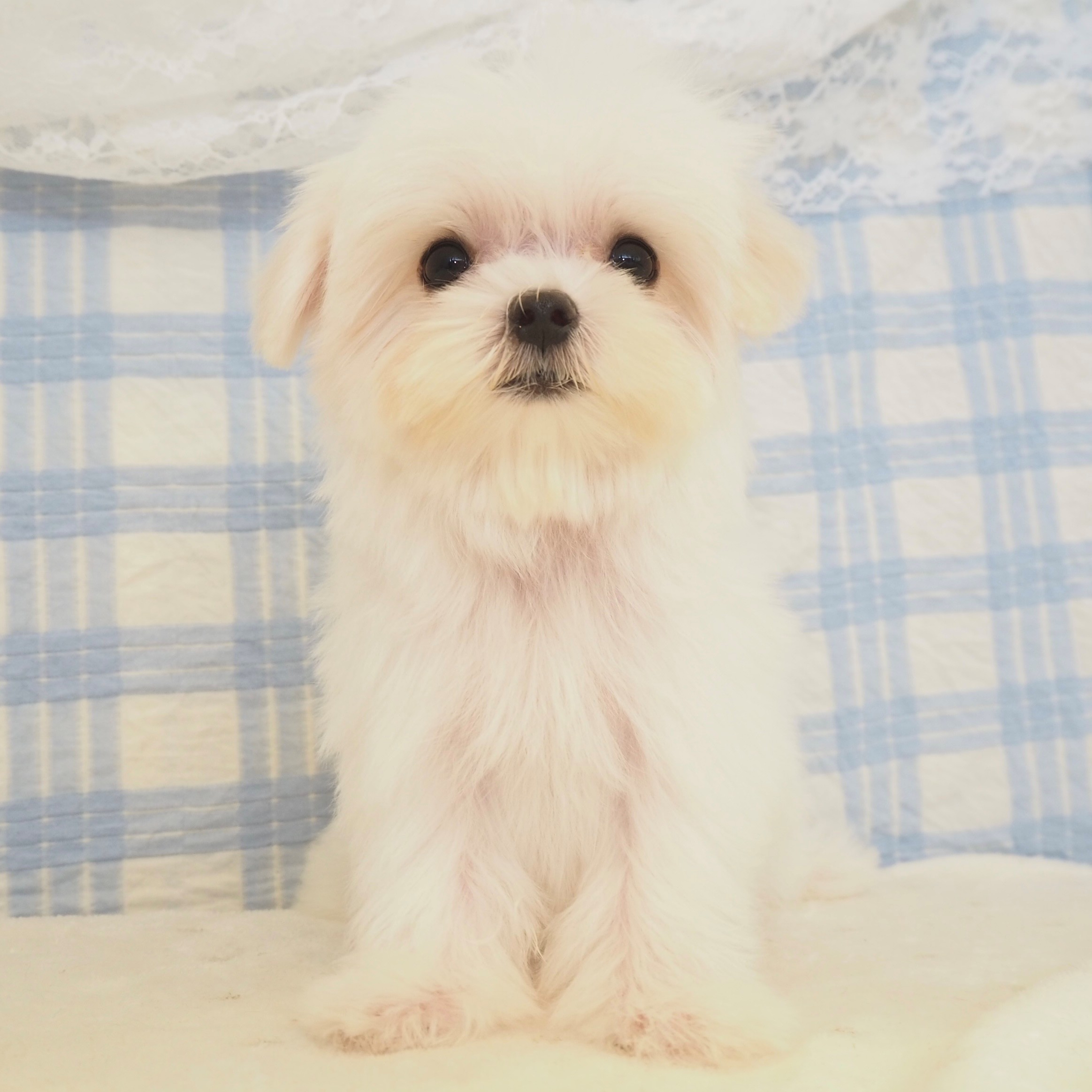 大阪府のマルチーズ (犬の家＆猫の里もりのみやキューズモールBASE店/2026年5月2日生まれ/男の子/ホワイト)の子犬の1枚目の画像
