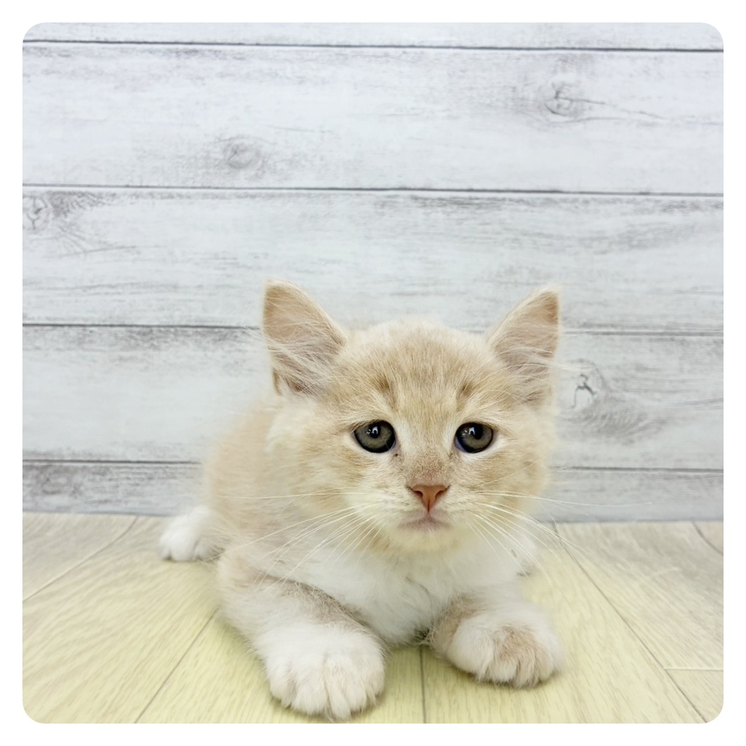 生体画像６