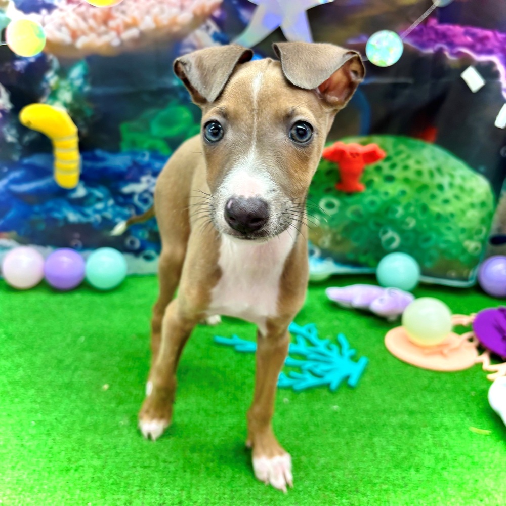 生体画像６