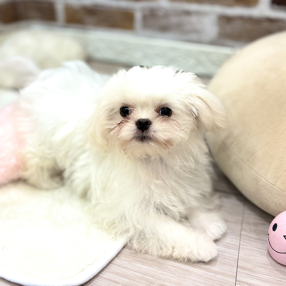 三重県のペキマル/マルペキ(ペキニーズ×マルチーズ) (犬の家＆猫の里三重桑名店/2026年4月29日生まれ/女の子/クリームホワイト)の子犬の1枚目の画像