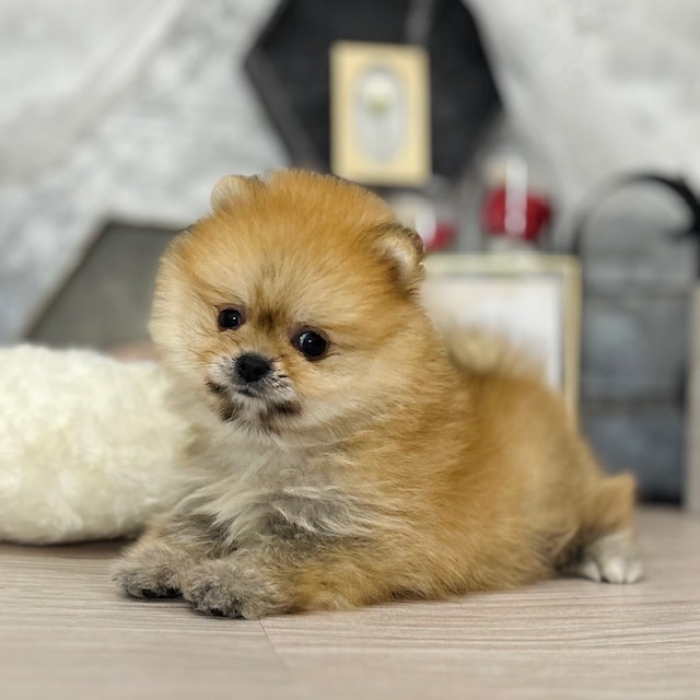 千葉県のポメラニアン (犬の家＆猫の里ワンズモール稲毛店/2026年5月4日生まれ/女の子/オレンジ)の子犬の1枚目の画像