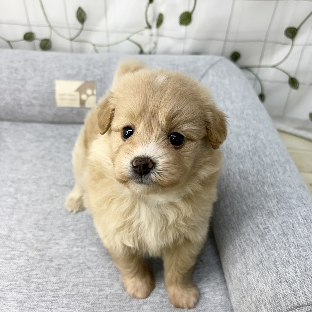 長野県のポメプー(ポメラニアン×プードル) (犬の家＆猫の里塩尻店/2026年5月5日生まれ/女の子/クリーム)の子犬の1枚目の画像