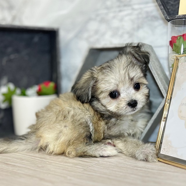ハーフ犬女の子の写真
