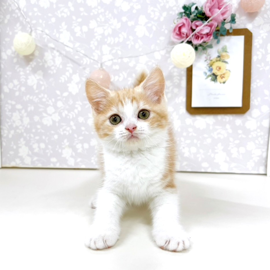 生体画像６