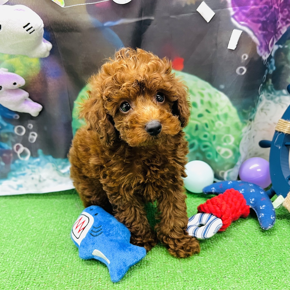 愛知県のトイプードル(トイ) (犬の家＆猫の里名古屋天白店/2026年5月5日生まれ/男の子/レッドフォーン)の子犬の1枚目の画像