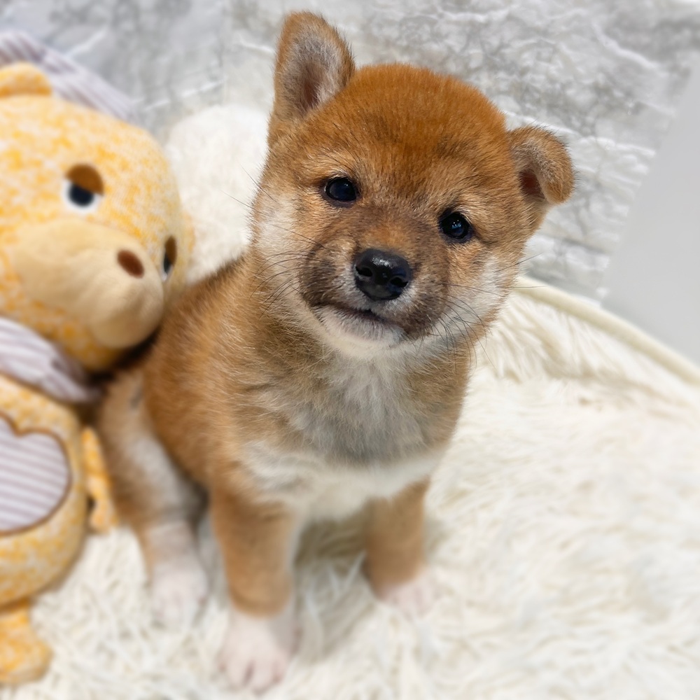愛知県の柴犬(標準サイズ) (犬の家＆猫の里MiO香久山店/2026年5月5日生まれ/女の子/赤)の子犬の1枚目の画像