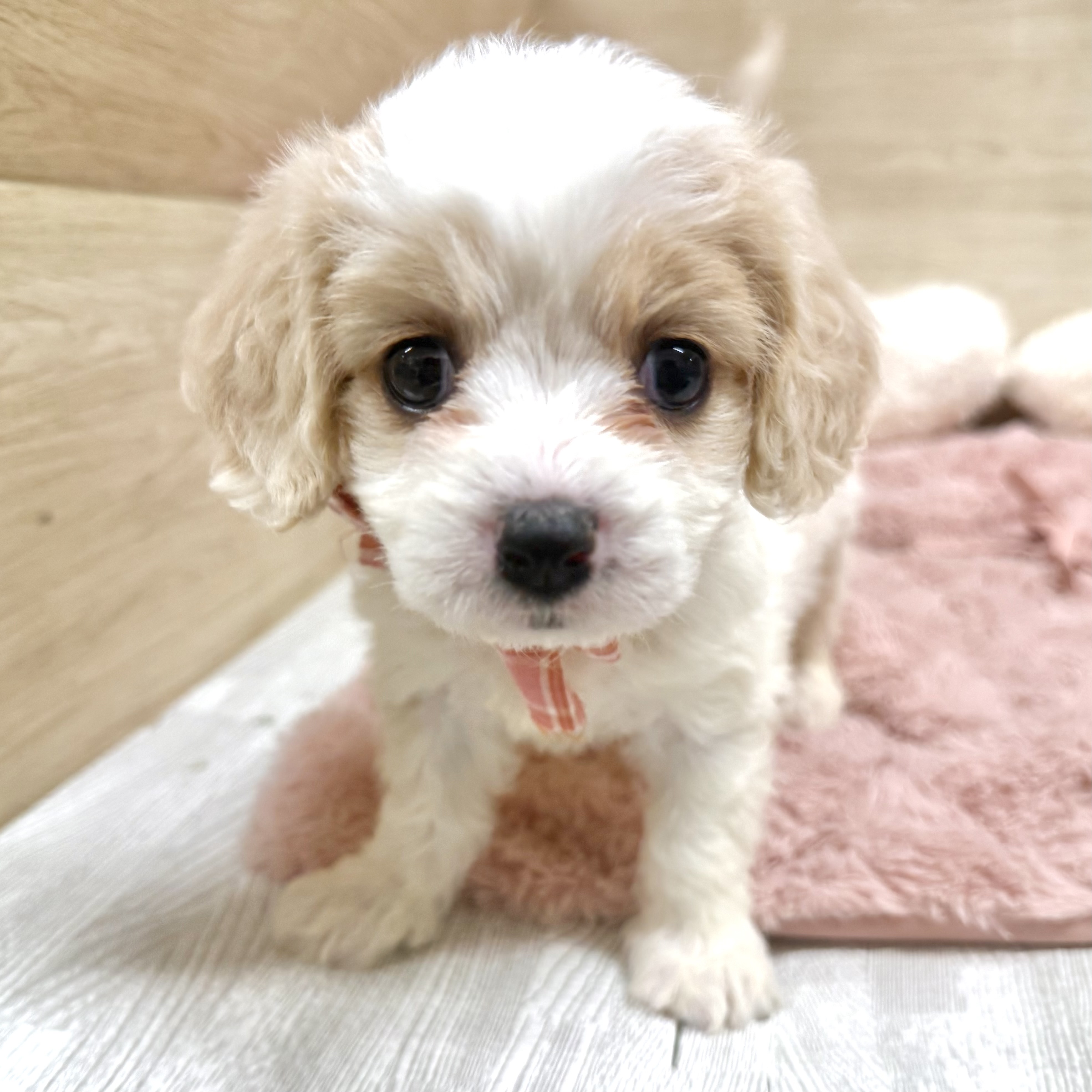 ブサカワ猫8選！特徴や性格について紹介します | ペットショップ 犬の