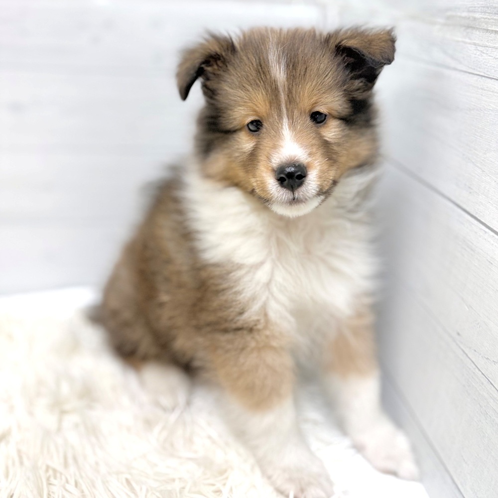 愛知県のシェットランドシープドッグ (犬の家＆猫の里豊田店/2026年5月7日生まれ/女の子/セーブルホワイト)の子犬