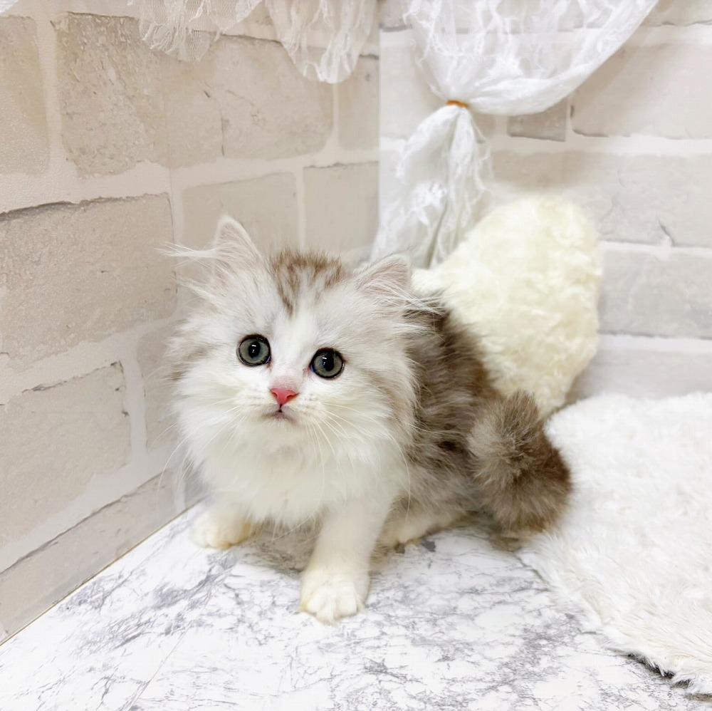 生体画像6
