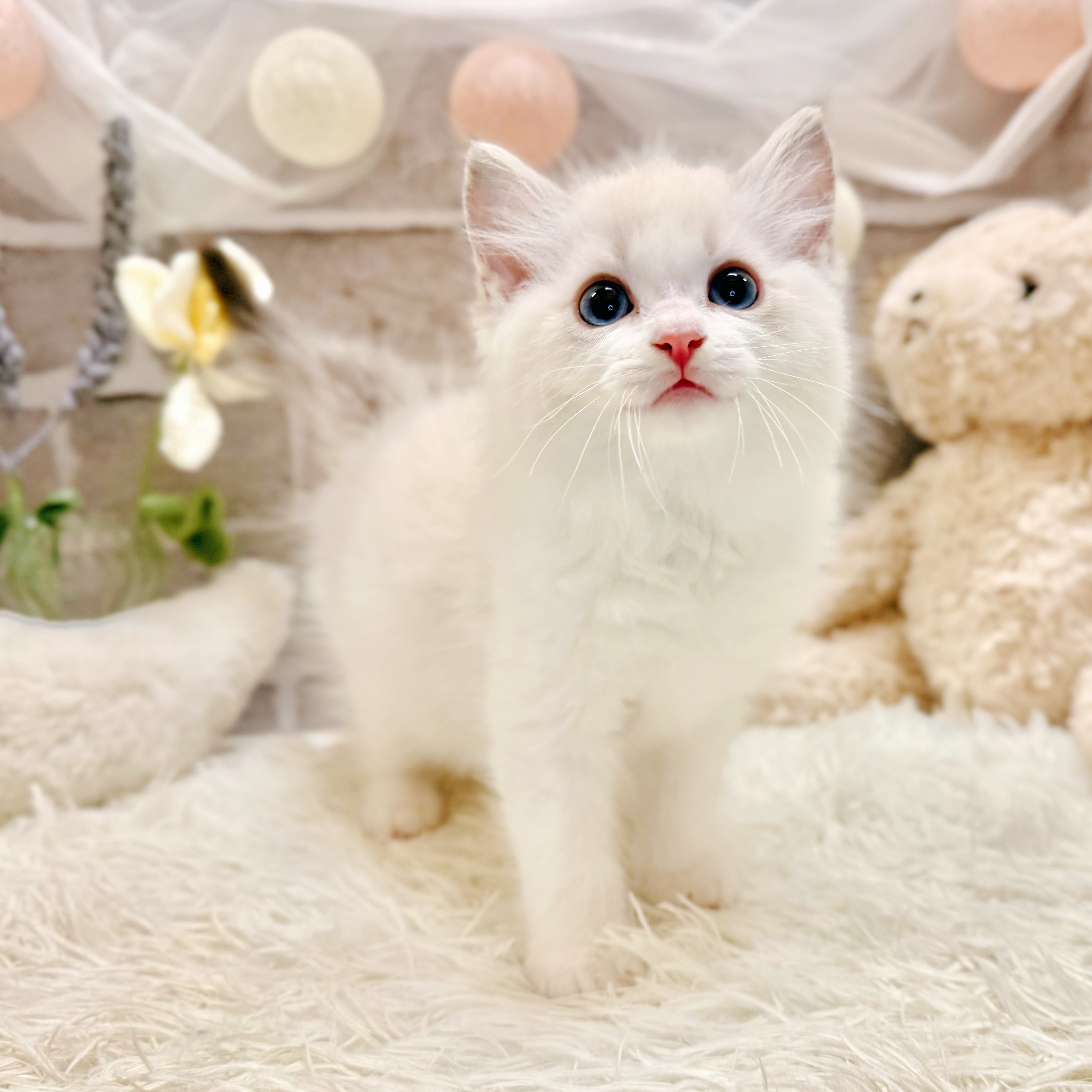 生体画像６