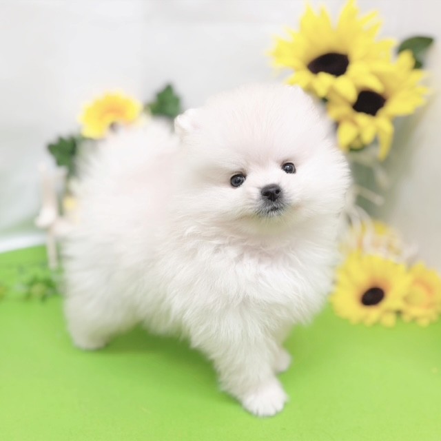 生体画像６
