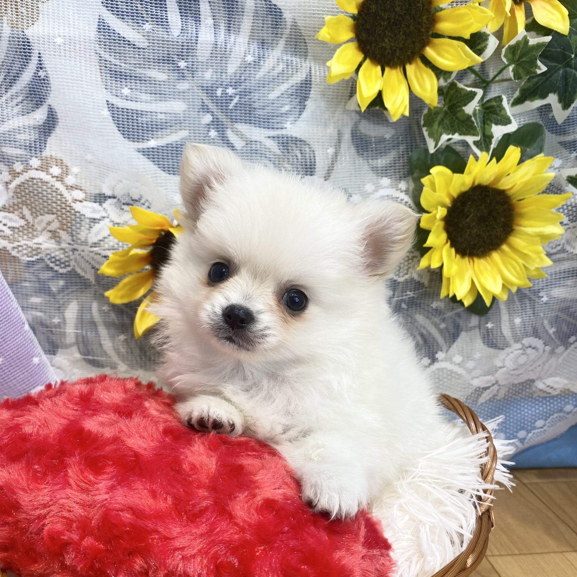 長野県のポメチワ/チワポメ/ポメチー(ポメラニアン×チワワ) (犬の家＆猫の里カインズ梓川店/2026年5月11日生まれ/女の子/クリーム)の子犬