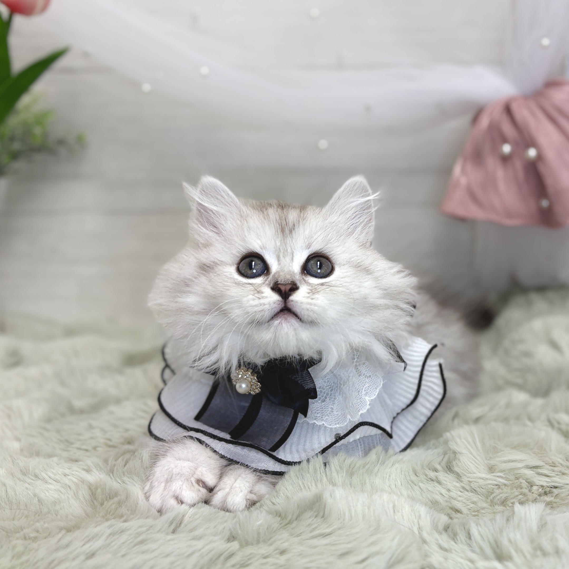 生体画像６