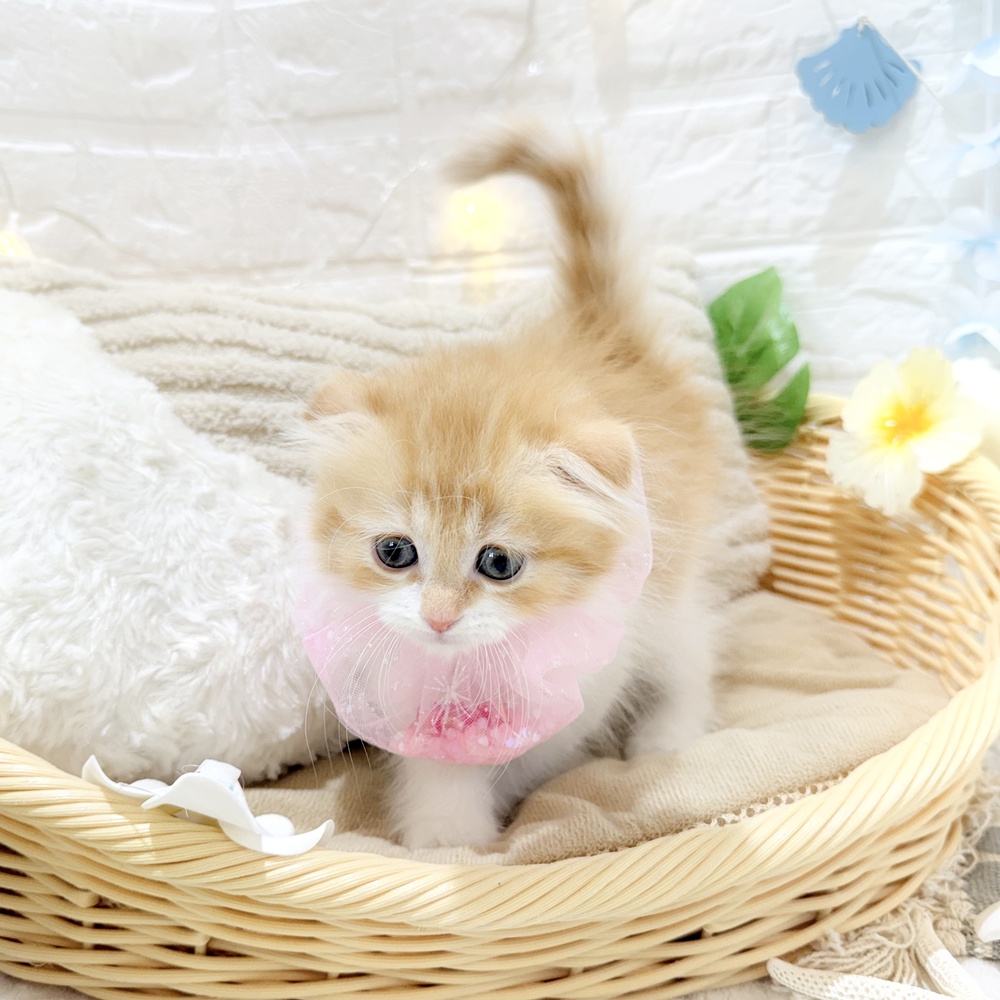 生体画像６