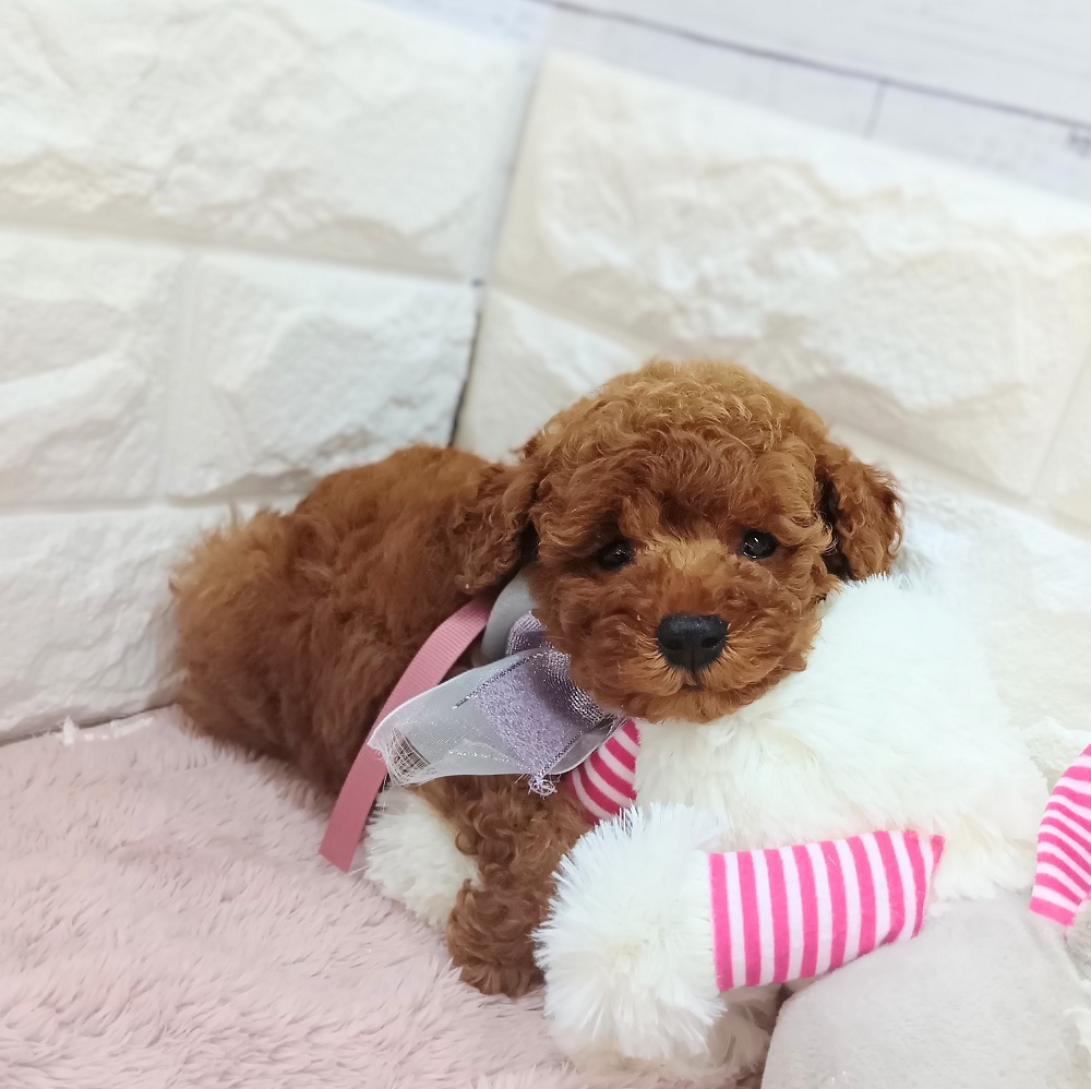 静岡県のトイプードル(トイ) (犬の家＆猫の里アミーゴ浜松和田店/2026年5月12日生まれ/女の子/レッド)の子犬の1枚目の画像