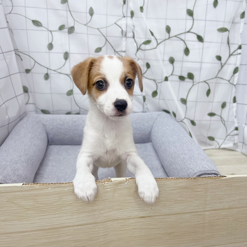 長野県のジャックラッセルテリア (犬の家＆猫の里塩尻店/2026年5月10日生まれ/男の子/ホワイトタン)の子犬の1枚目の画像