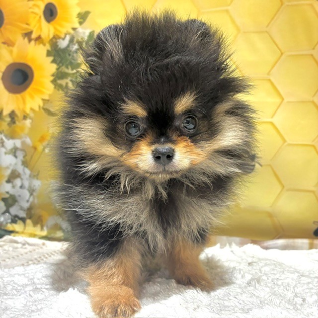 福岡県のポメラニアン (犬の家＆猫の里トリアス久山店/2026年5月10日生まれ/男の子/ブラックタン)の子犬の1枚目の画像
