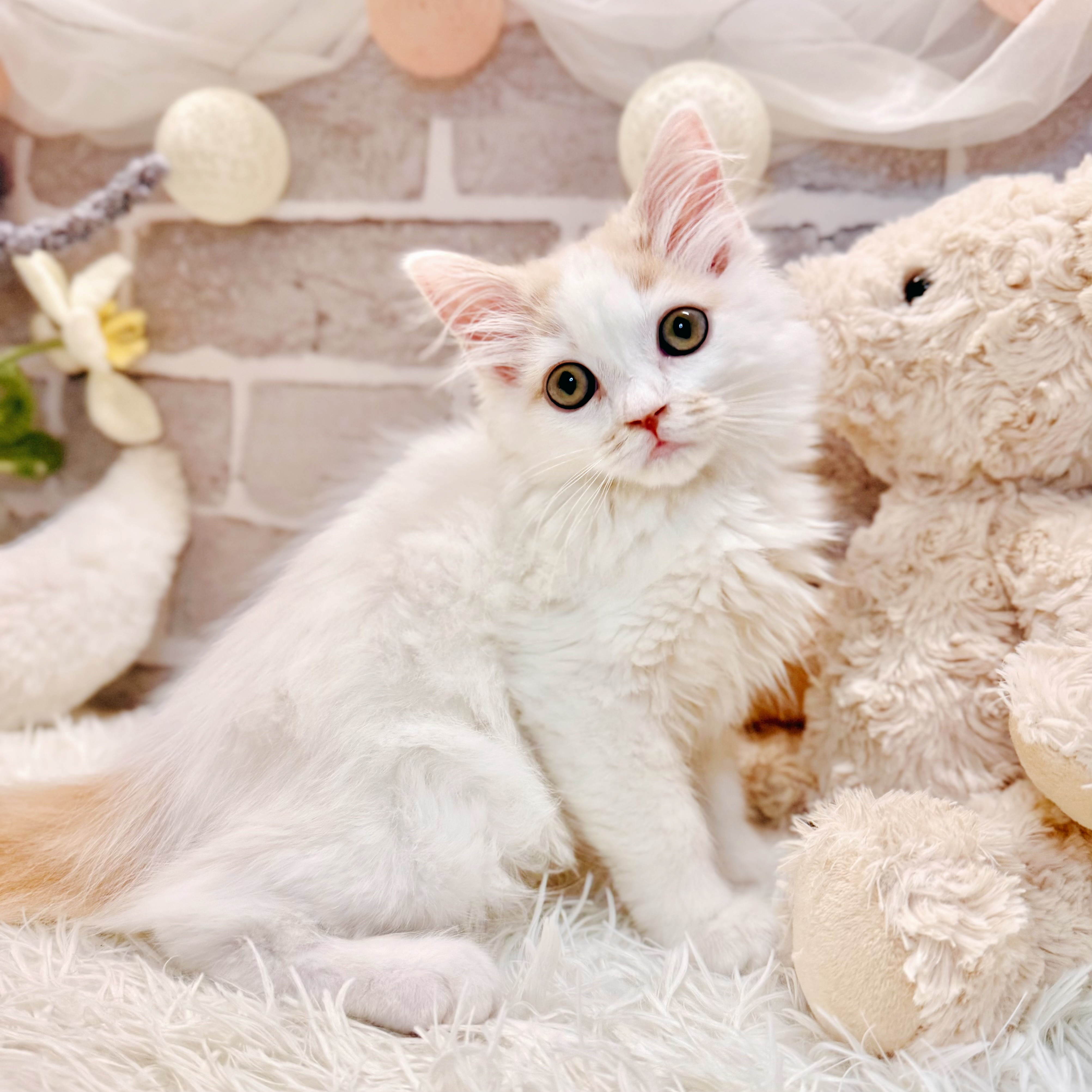 生体画像6