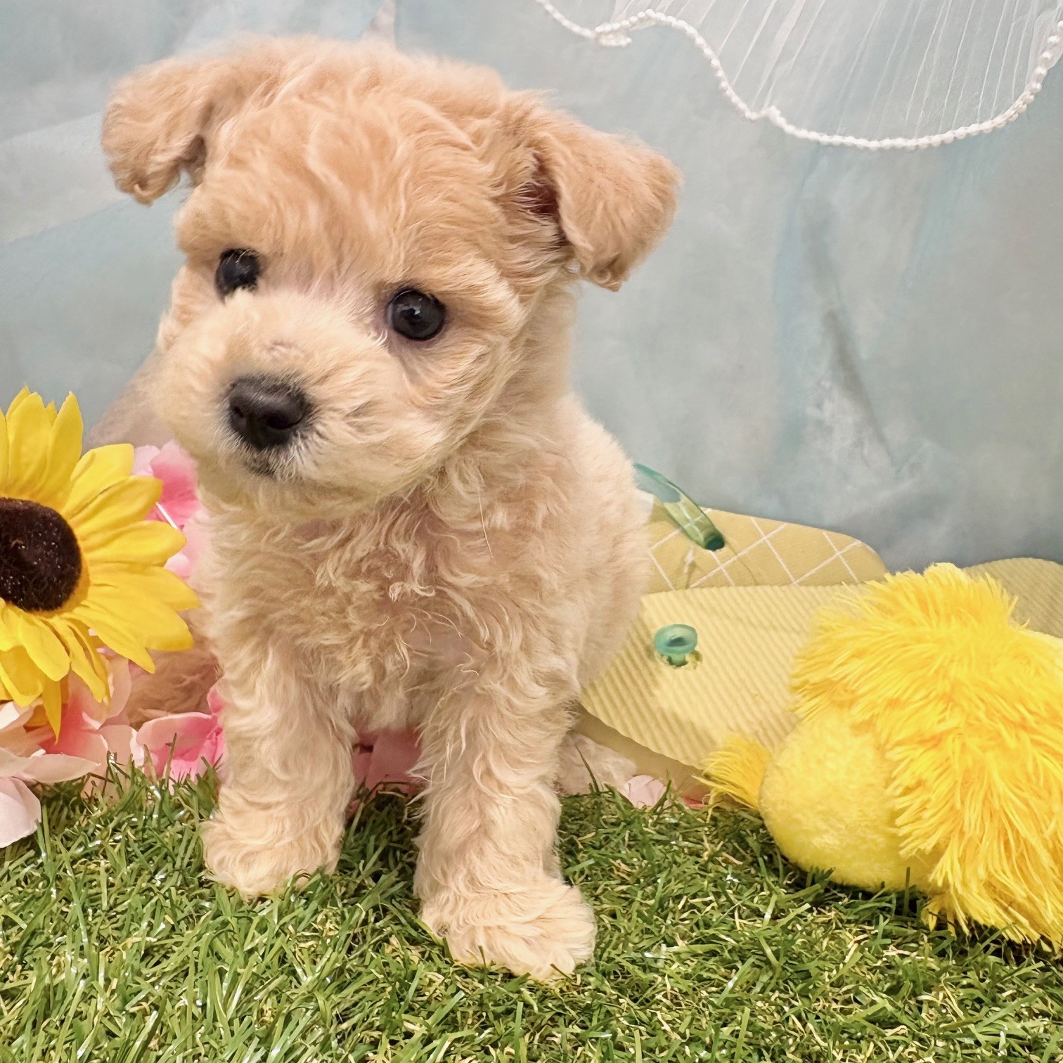 福岡県のビションプー(ビションフリーゼ×プードル) (犬の家＆猫の里くりえいと宗像店/2026年5月16日生まれ/女の子/クリーム)の子犬の1枚目の画像