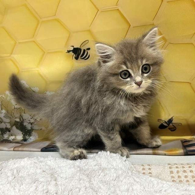 福岡県のミヌエット (犬の家＆猫の里トリアス久山店/2026年5月15日生まれ/男の子/ブルータビー)の子猫の1枚目の画像