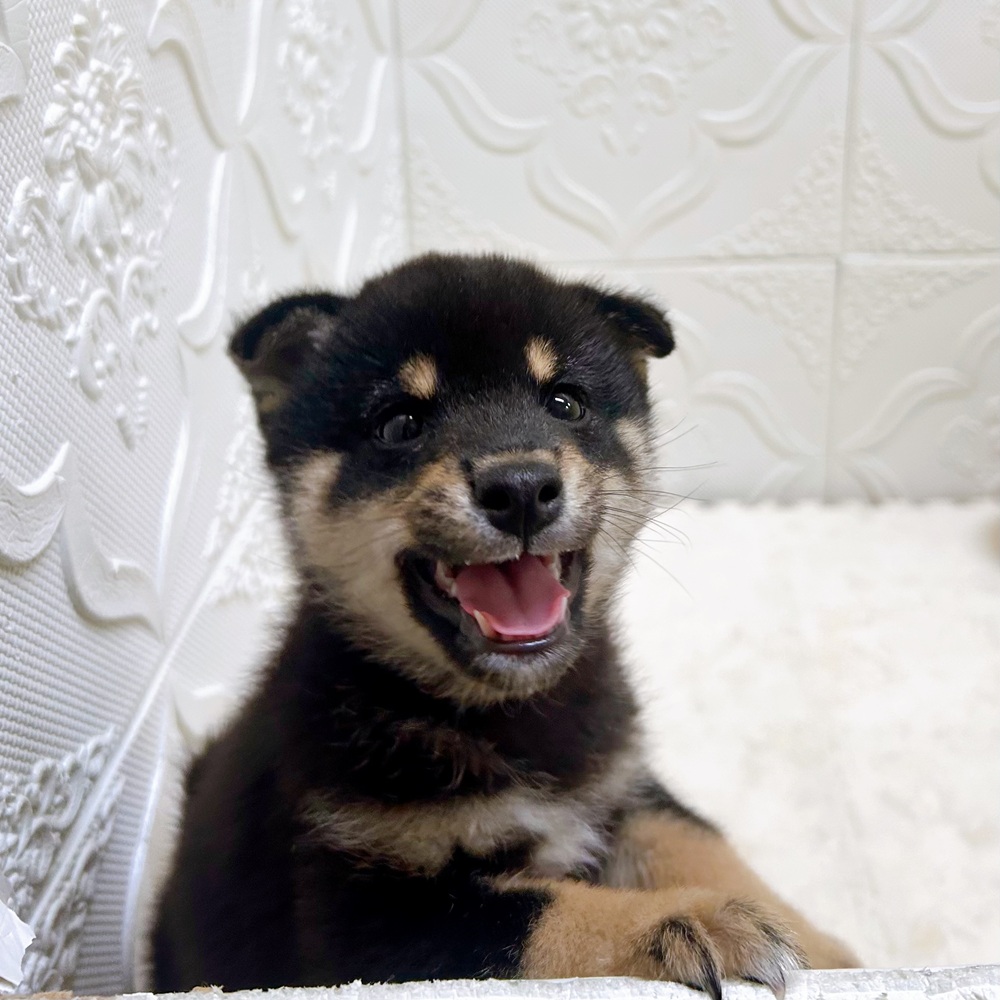 愛知県の豆柴の子犬を価格や特徴で探す|ペットショップ探すならペットミー