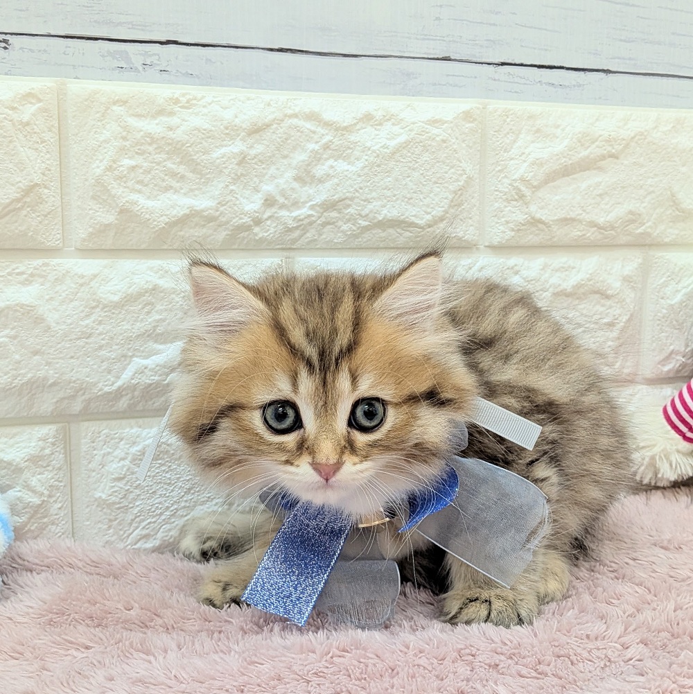静岡県のミヌエット (犬の家＆猫の里アミーゴ浜松和田店/2026年5月15日生まれ/男の子/チンチラゴールデン)の子猫の1枚目の画像
