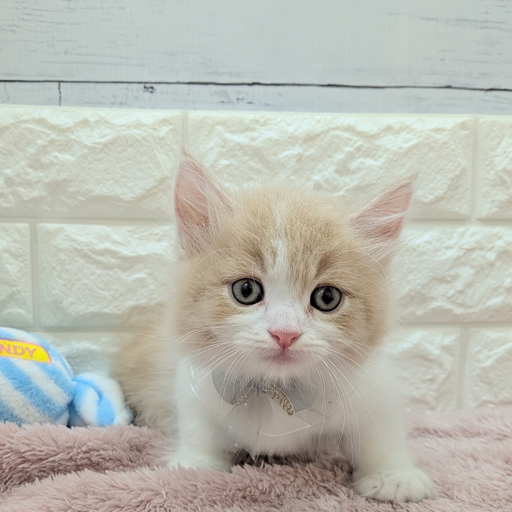 静岡県のマンチカン (犬の家＆猫の里アミーゴ浜松和田店/2026年5月14日生まれ/男の子/クリームタビーホワイト)の子猫の1枚目の画像