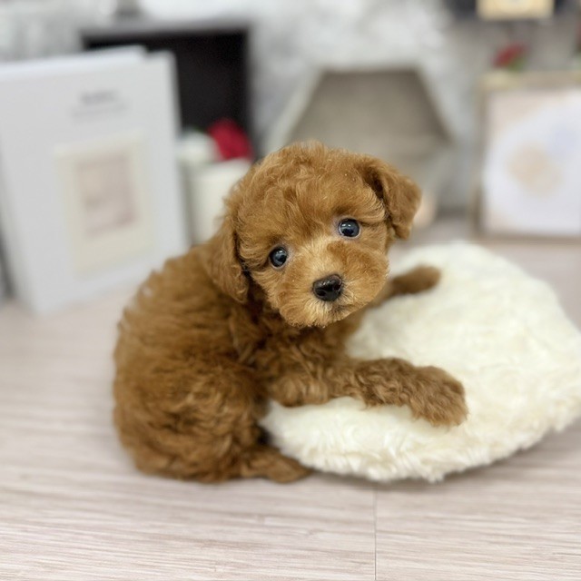 千葉県のトイプードル(トイ) (犬の家＆猫の里ワンズモール稲毛店/2026年5月19日生まれ/女の子/レッド)の子犬の1枚目の画像