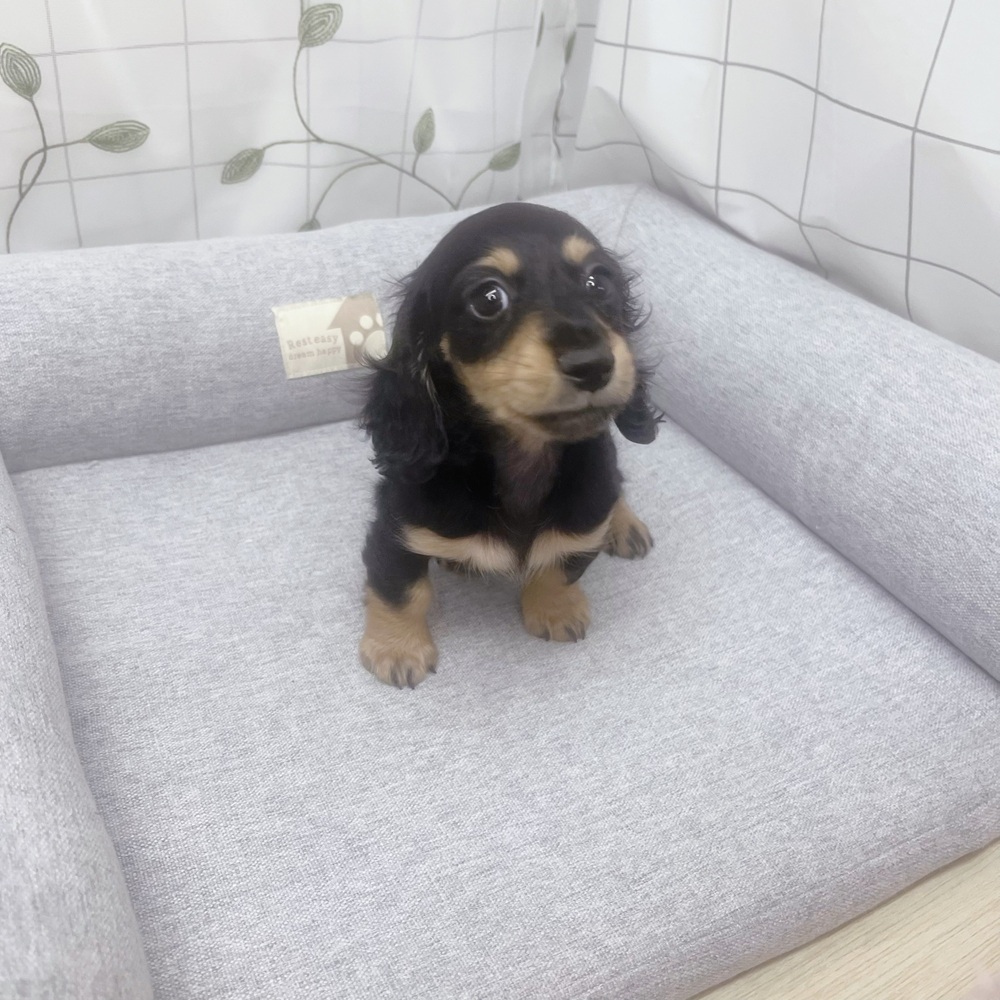 長野県のミニチュアダックスフンド(ロング) (犬の家＆猫の里塩尻店/2026年5月13日生まれ/男の子/ブラックイエロー)の子犬の1枚目の画像