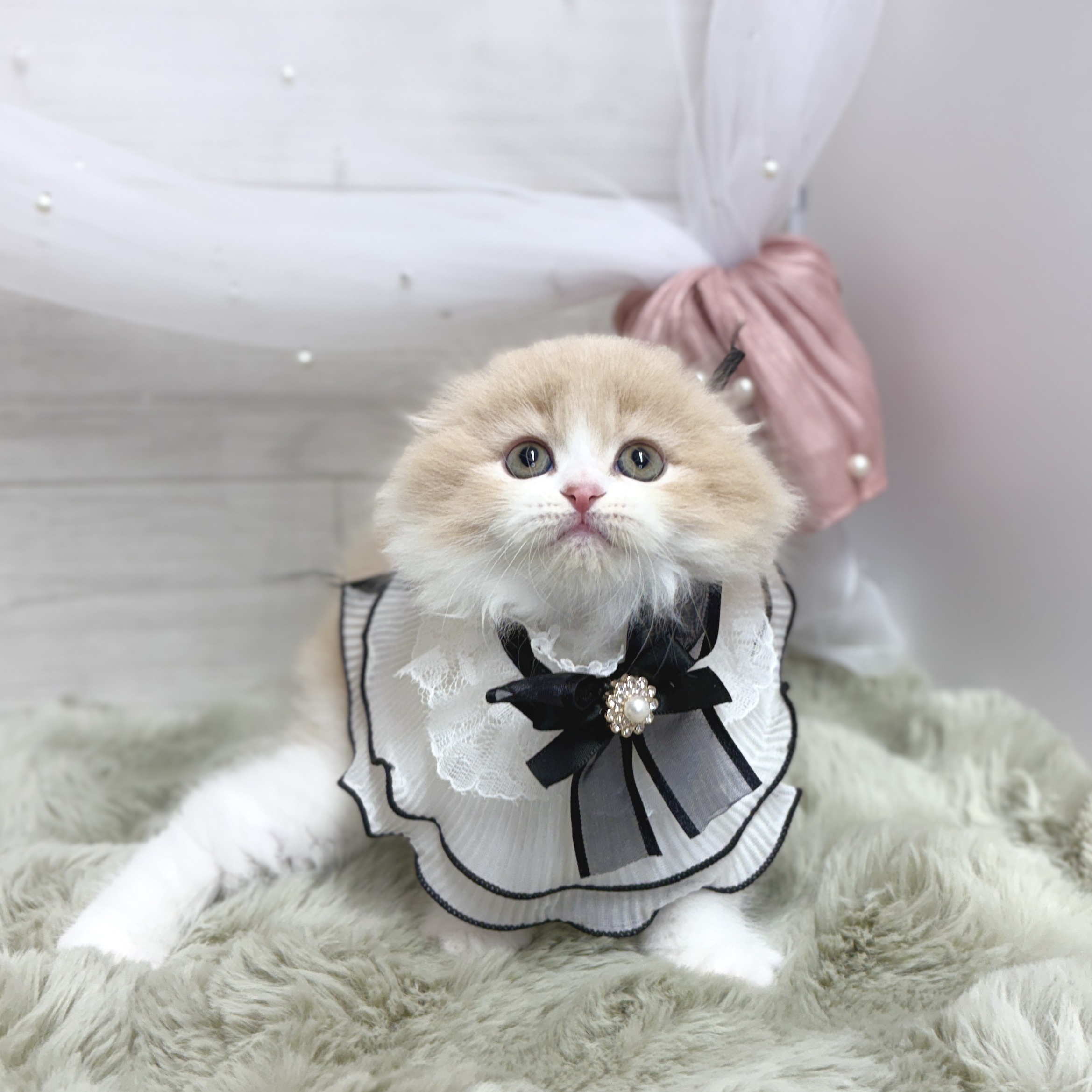 生体画像6