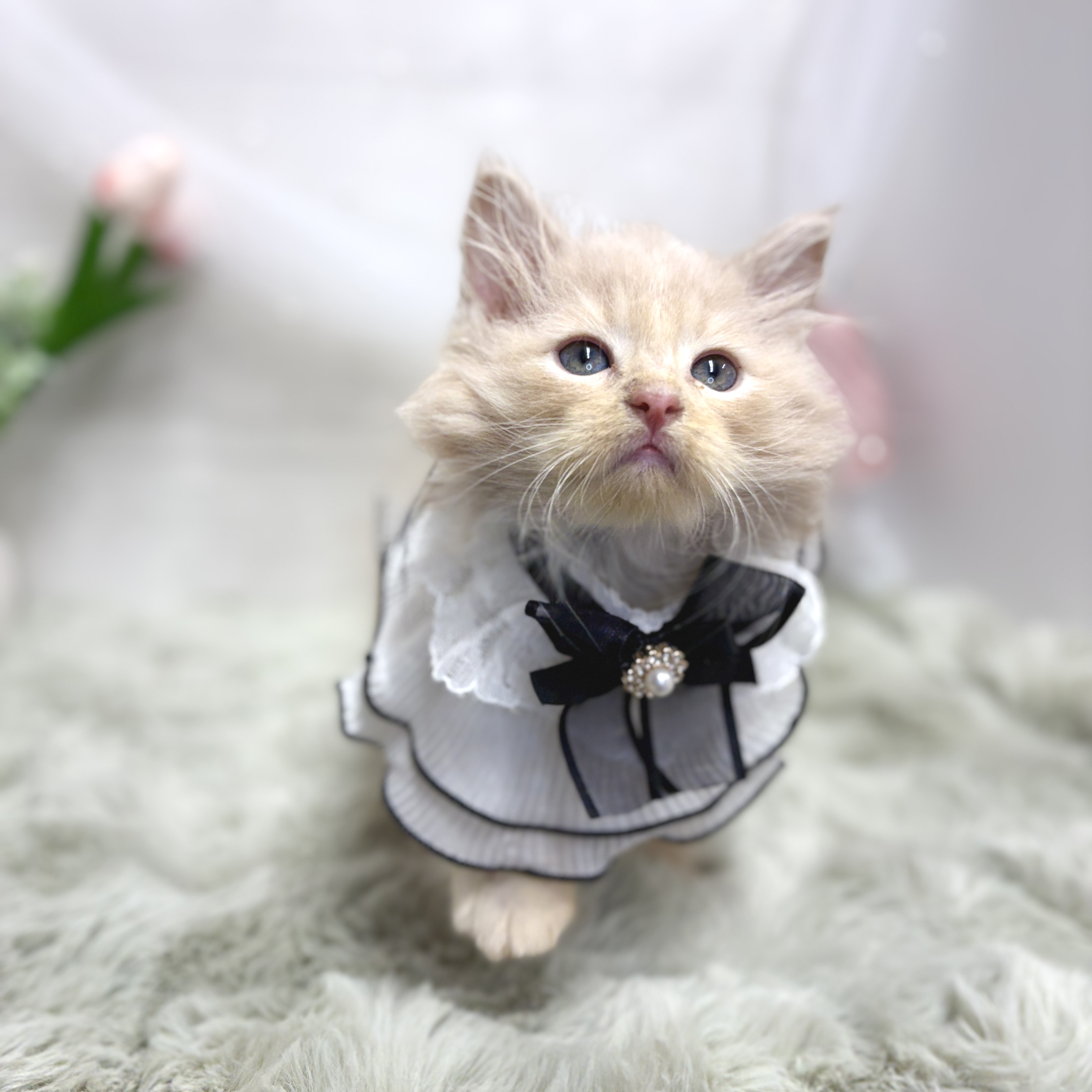 生体画像6