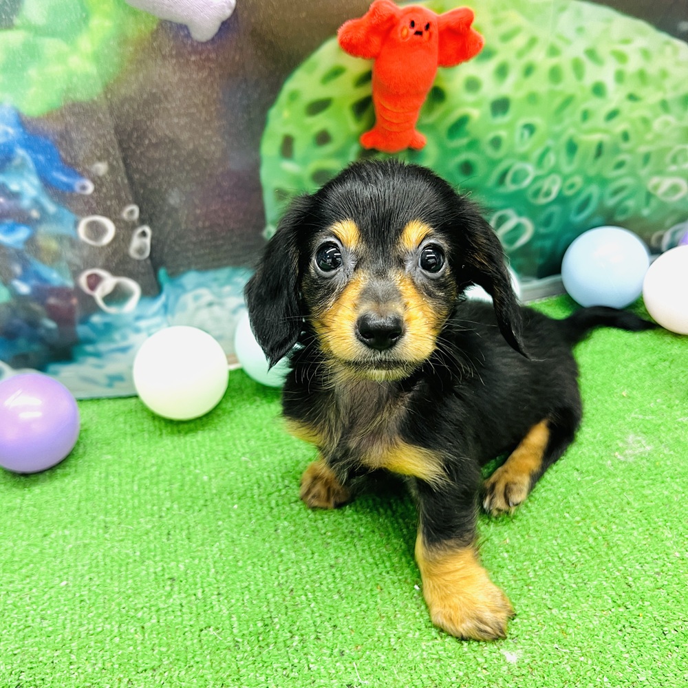 愛知県のミニチュアダックスフンド(ロング) (犬の家＆猫の里名古屋天白店/2026年5月18日生まれ/男の子/ブラックタン)の子犬