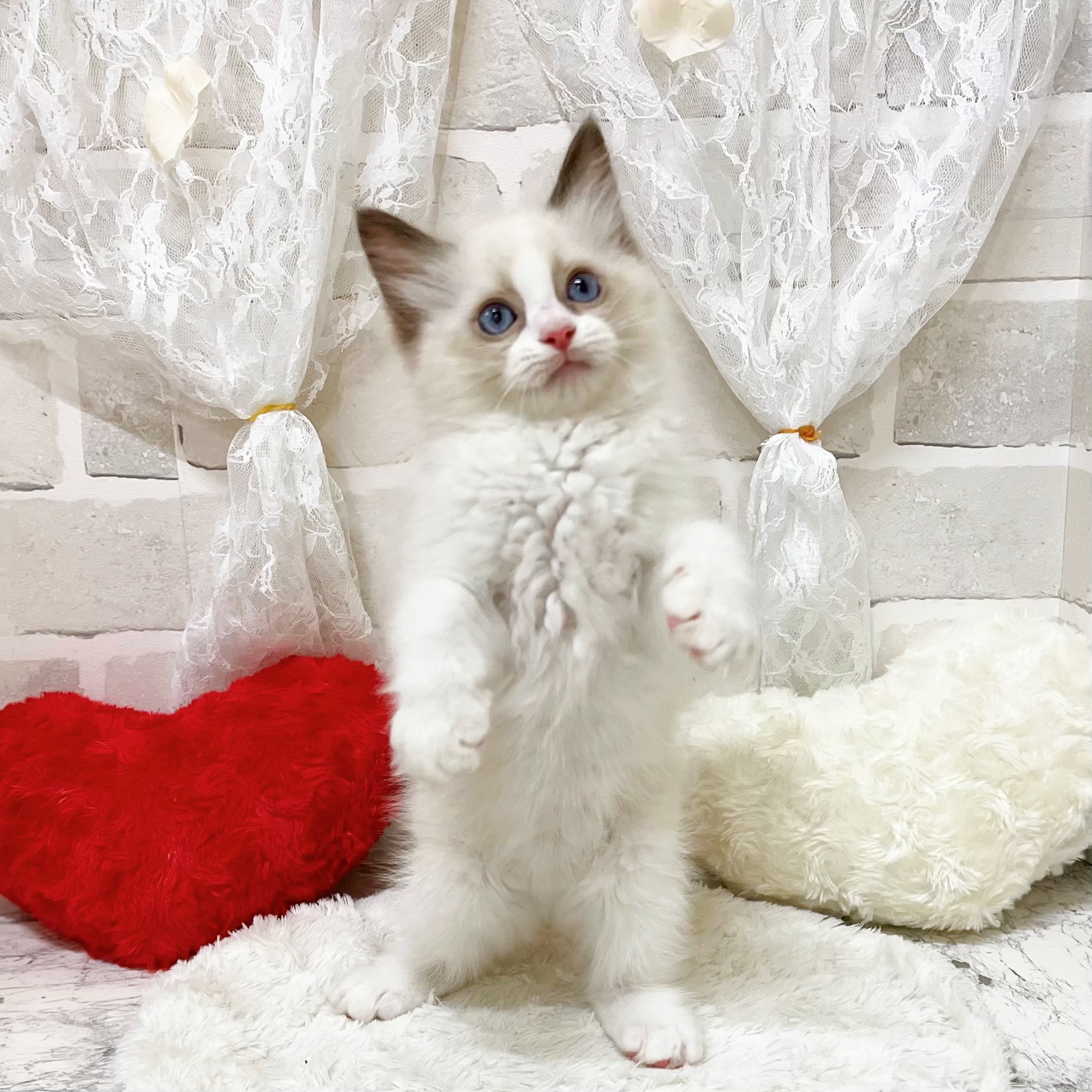生体画像6