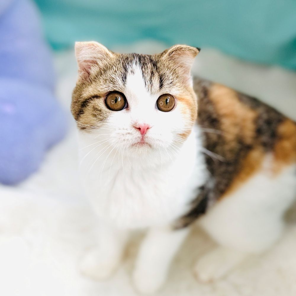 愛知県のスコティッシュフォールド (犬の家＆猫の里愛知刈谷店/2026年5月22日生まれ/女の子/ブラウンパッチドタビーホワイト)の子猫の1枚目の画像