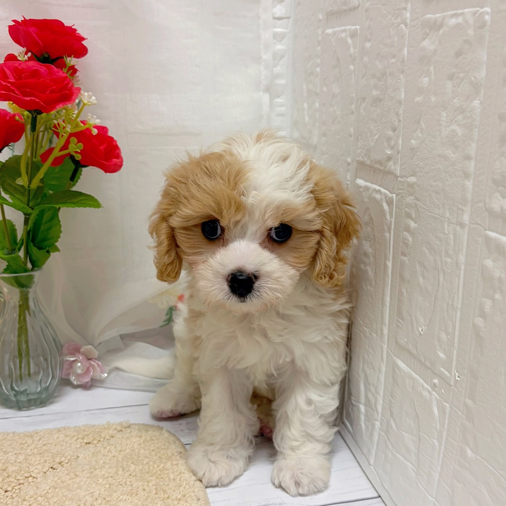岡山県のハーフ犬・ミックス犬 (犬の家＆猫の里岡山店/2026年5月20日生まれ/男の子/パーティーカラー)の子犬の1枚目の画像