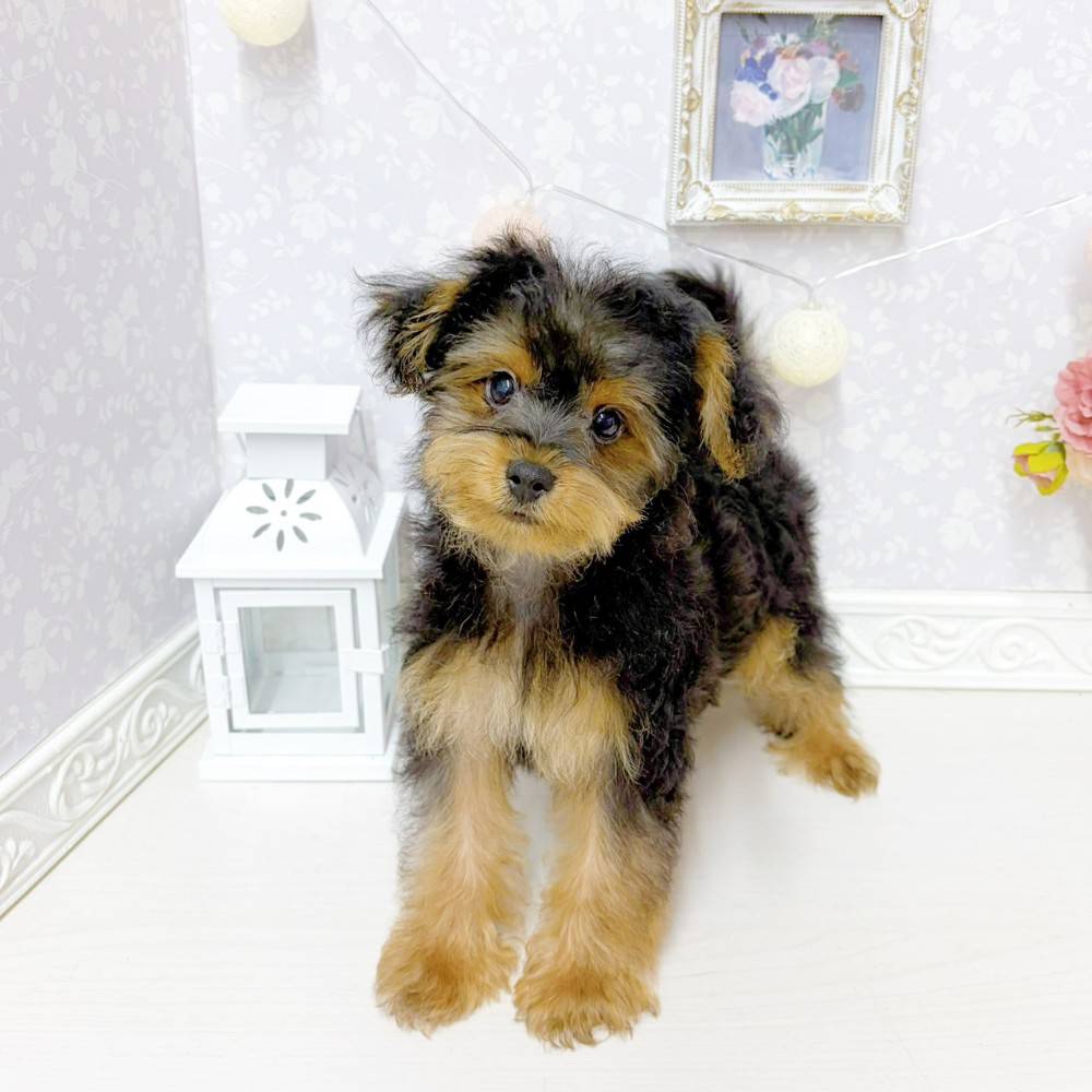 富山県のヨープー(ヨークシャーテリア×プードル) (犬の家＆猫の里アミーゴ山室店/2026年5月24日生まれ/男の子/ブラックタン)の子犬の1枚目の画像