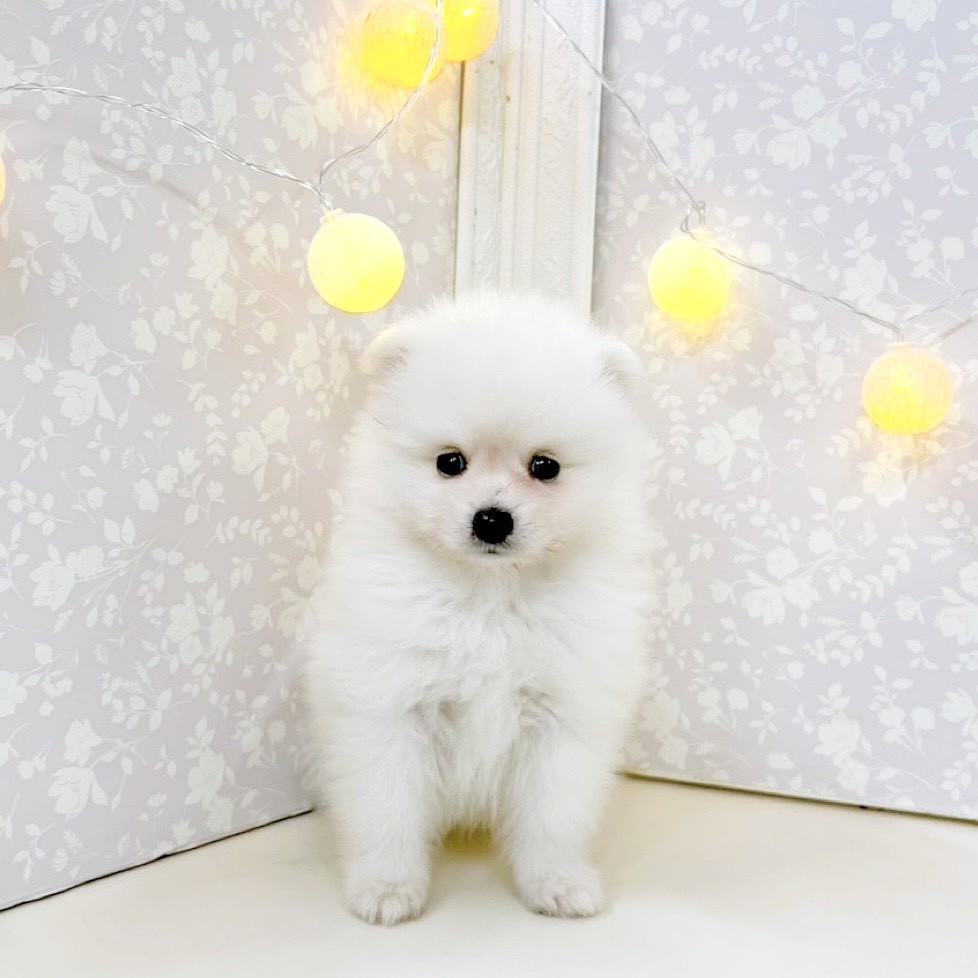 富山県のポメラニアン (犬の家＆猫の里アミーゴ高岡蓮花寺店/2026年5月22日生まれ/男の子/クリーム)の子犬の1枚目の画像