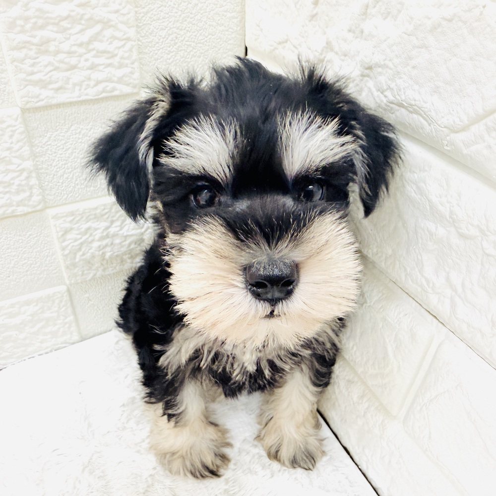 愛知県のミニチュアシュナウザー (犬の家＆猫の里アミーゴ神の倉店/2026年5月24日生まれ/女の子/ブラックシルバー)の子犬の1枚目の画像