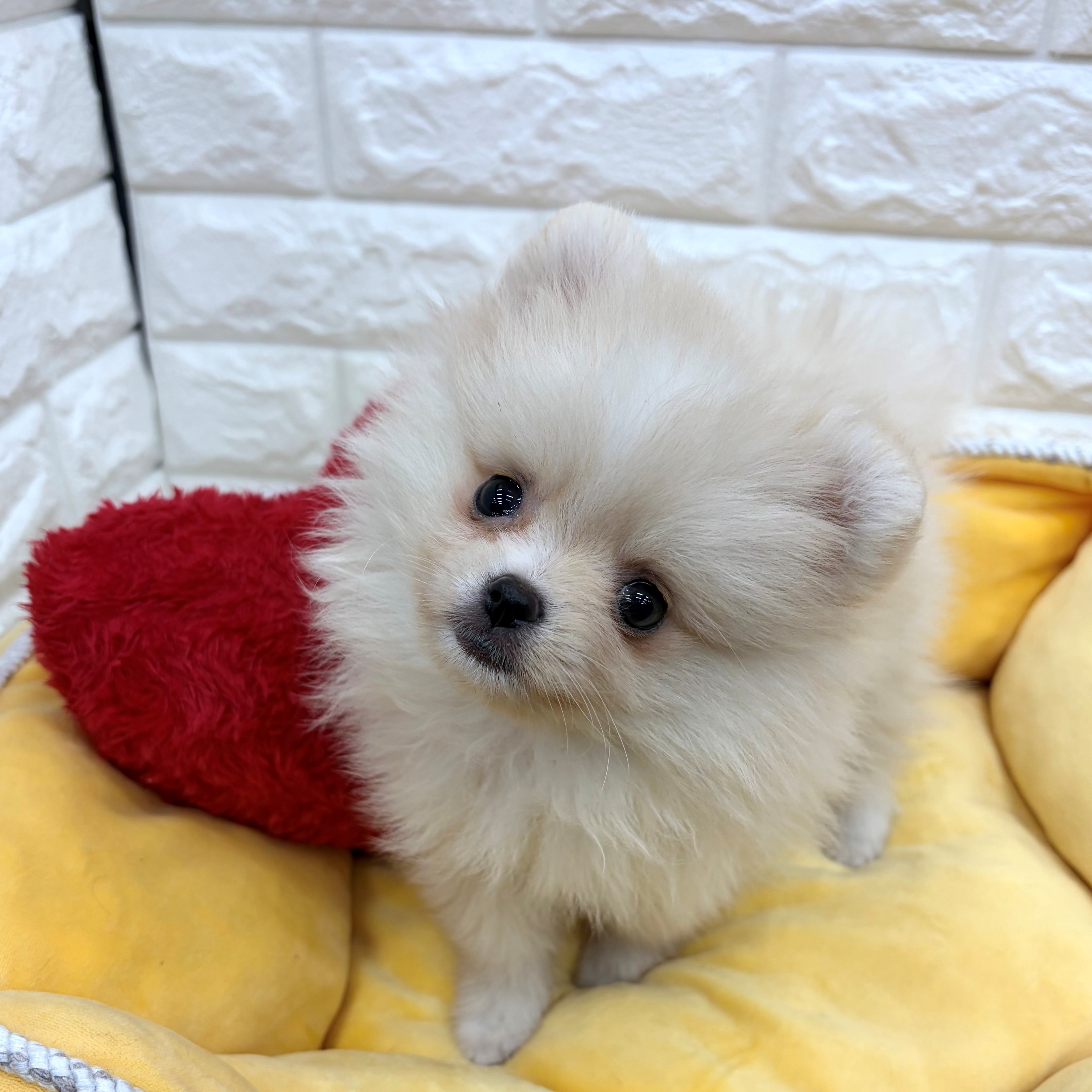 愛知県のポメラニアン (犬の家＆猫の里MEGAドン・キホーテ東海名和店/2026年5月24日生まれ/女の子/クリーム)の子犬の1枚目の画像