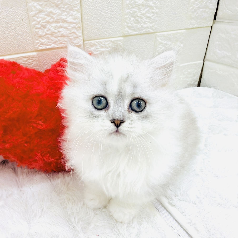 ミヌエットの子猫一覧 | ペットショップ 犬の家&猫の里 | 子犬だけで