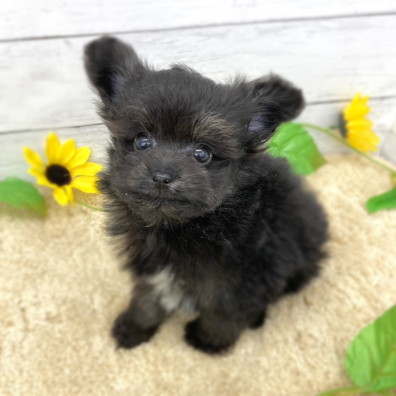 愛知県のポメプー(ポメラニアン×プードル) (犬の家＆猫の里七宝店/2026年5月20日生まれ/男の子/ブラックホワイト)の子犬の1枚目の画像