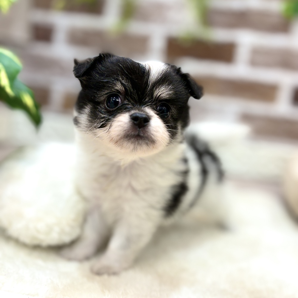 ハーフ犬女の子の写真
