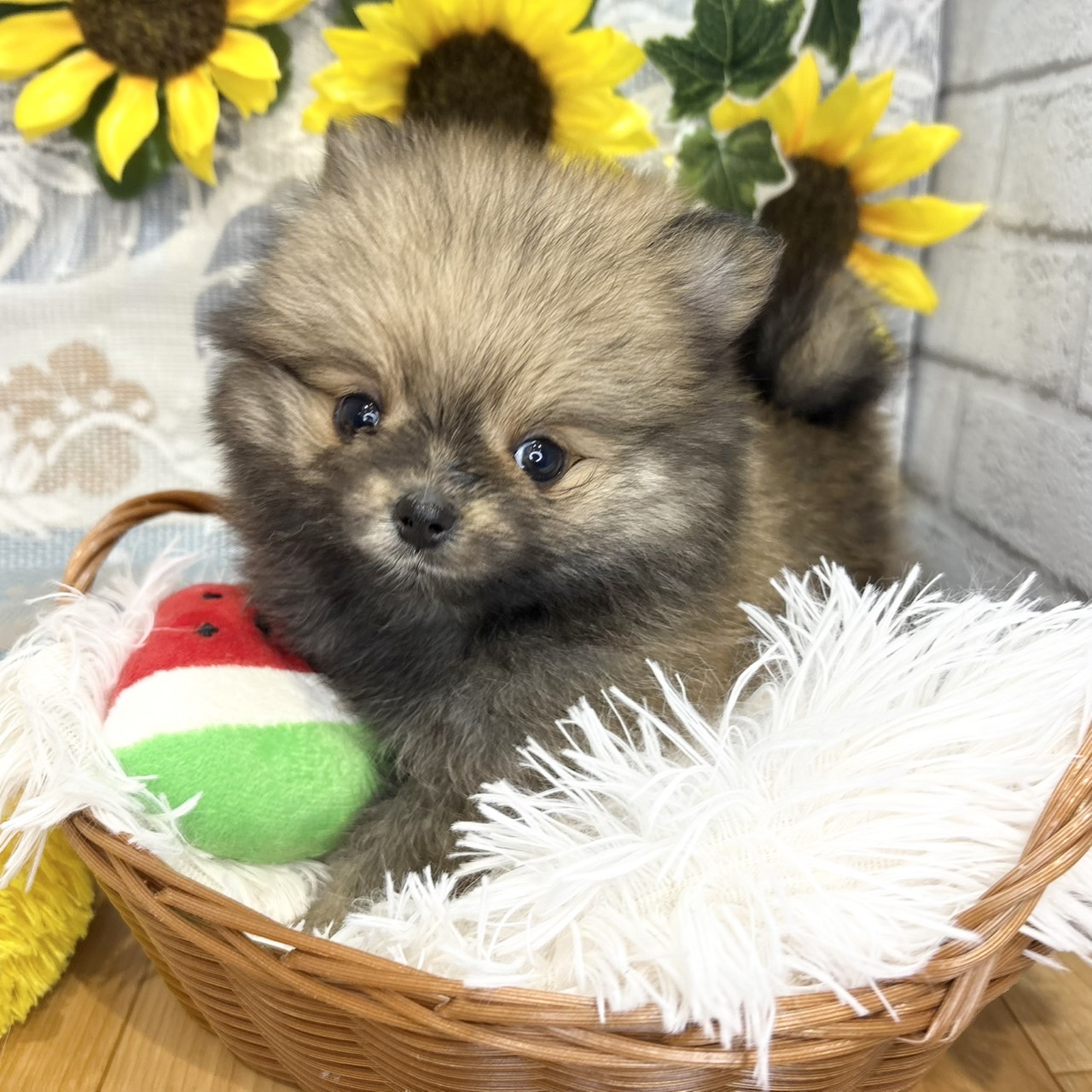 長野県のポメラニアン (犬の家＆猫の里カインズ梓川店/2026年5月25日生まれ/女の子/オレンジ)の子犬の1枚目の画像