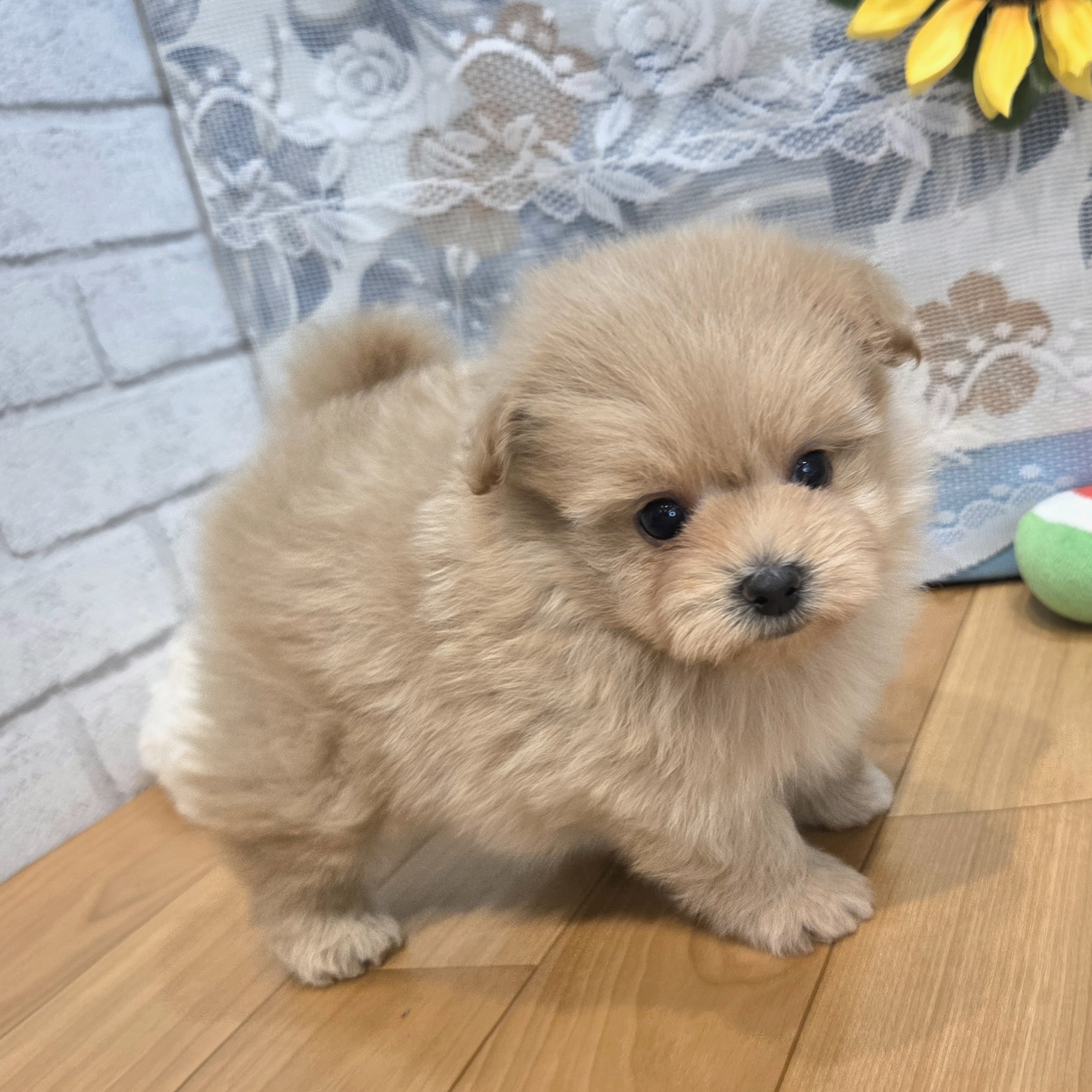 ハーフ犬男の子の写真