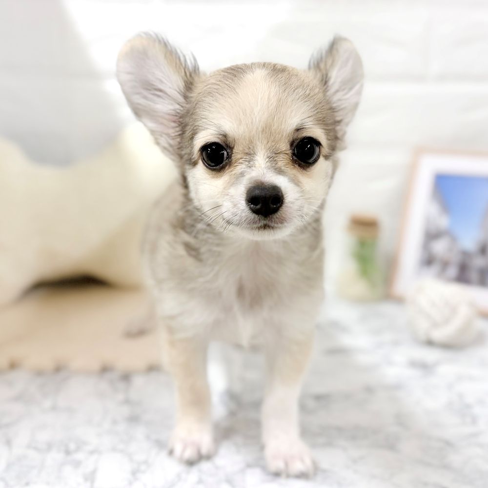 愛知県のチワワ(ロング) (犬の家＆猫の里豊田店/2026年5月25日生まれ/男の子/フォーンホワイト)の子犬の1枚目の画像